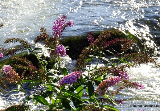 23-09-08-grossendeich-006