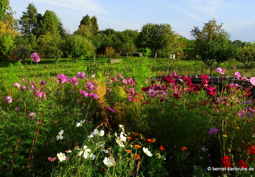 23-10-03-lindenhoehe-bauerngarten-sommerwiese-006