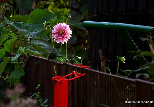 23-10-09-im schwarzwaeldele-paradiesgarten-004