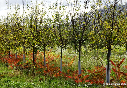 23-10-21-kinzig-wasserschutzgebiet-015