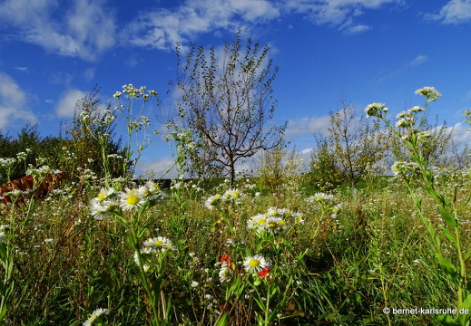 23-10-21-kinzig-wasserschutzgebiet-032