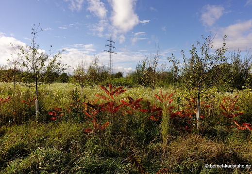 23-10-21-kinzig-wasserschutzgebiet-052