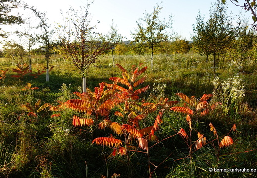 23-10-23-wasserschutzgebiet-039