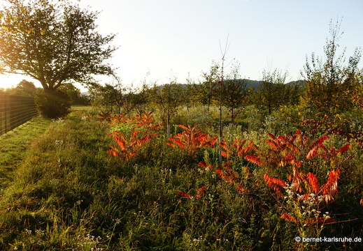 23-10-23-wasserschutzgebiet-049