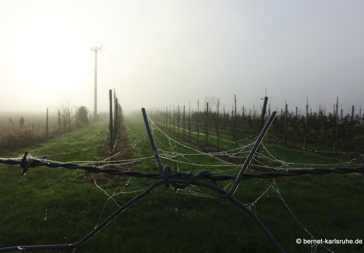 23-12-17-am muehlbach-bleiche-nebel-030