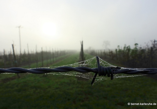 23-12-17-am muehlbach-bleiche-nebel-023