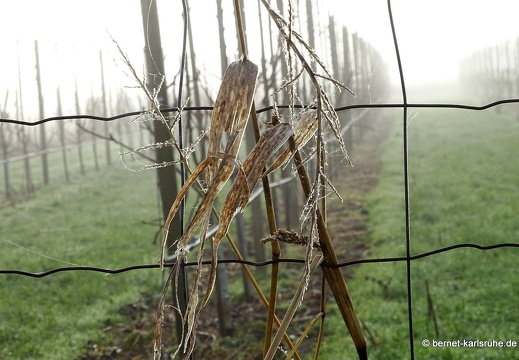 23-12-17-am muehlbach-bleiche-nebel-035