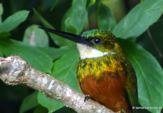 20-02-16-black rock-rotschwanz-glanzvogel-006