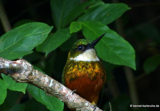 20-02-16-black rock-rotschwanz-glanzvogel-