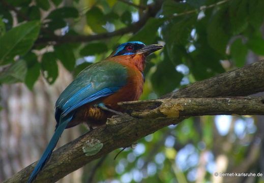 20-02-15-black rock-trinidad-motmot-004