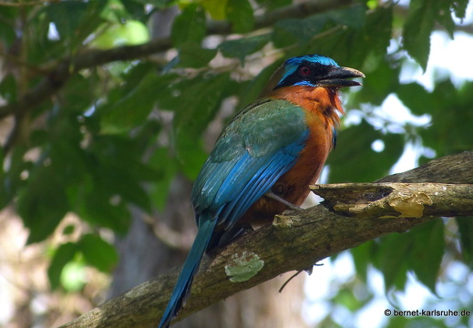 20-02-15-black rock-trinidad-motmot-002