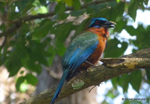 20-02-15-black rock-trinidad-motmot-003