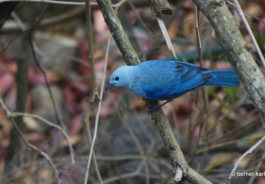 20-02-14-blackrock-ocean ripple-bischofstangare-007