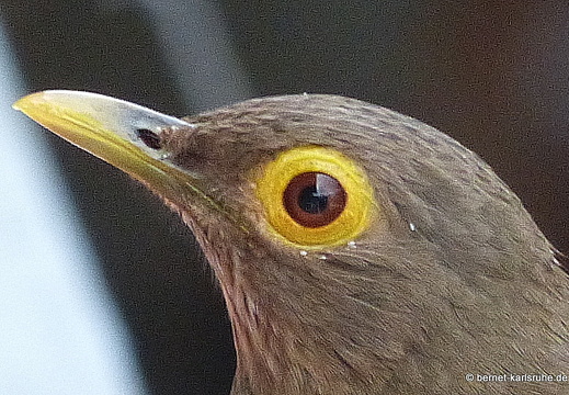 20-02-14-blackrock-ocean ripple-nacktaugendrossel-