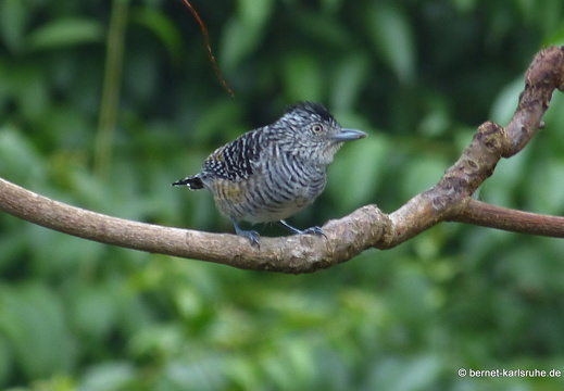 20-02-13-blackrock-ocean ripple-binden-ameisenwuerger-001