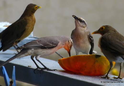 20-02-13-blackrock-ocean ripple-nacktaugendrossel-spottdrossel-007