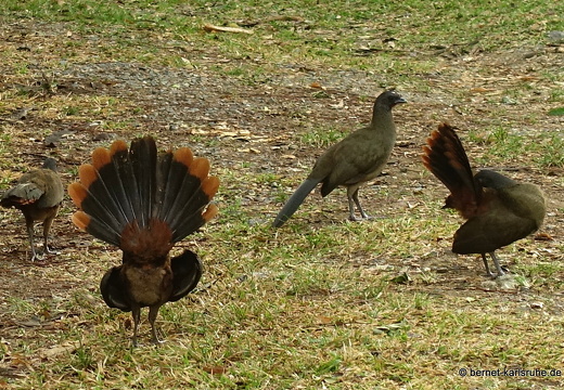 20-02-13-blackrock-grafton wildlife sancutary-chachalaka-002