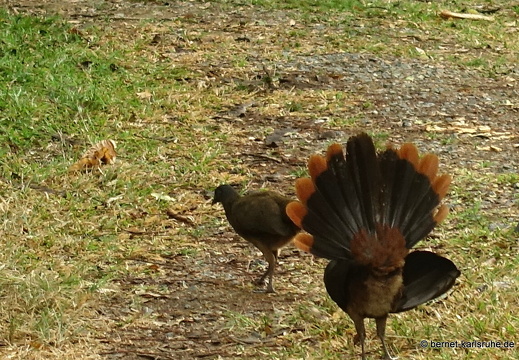 20-02-13-blackrock-grafton wildlife sancutary-chachalaka-001