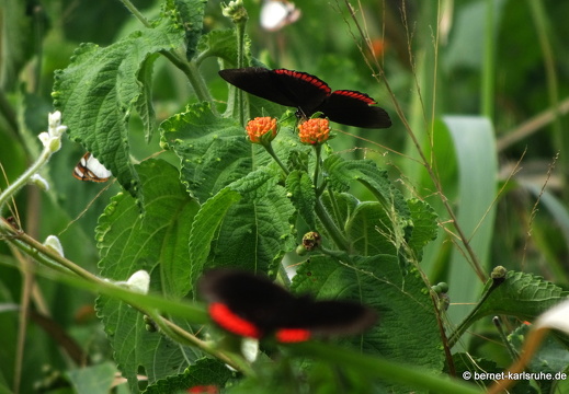 20-02-11-black rock-159