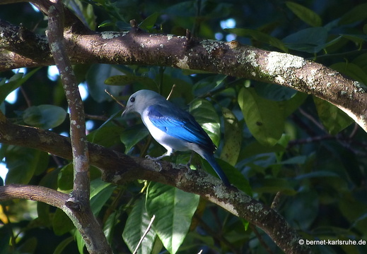 20-02-26-castarainn-bischofstangare-002