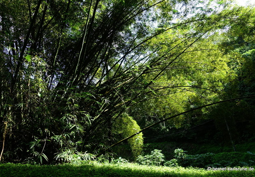 20-02-26-castara-064