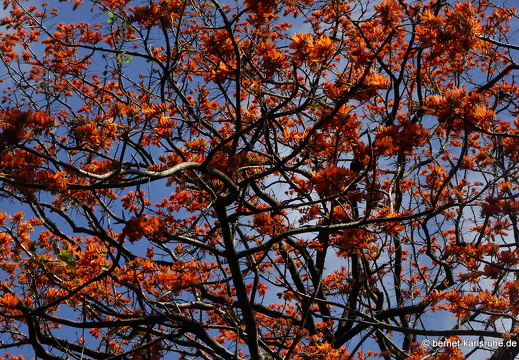 20-02-26-castara-korallenbaum-019