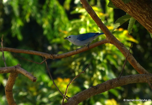 20-02-25-castarainn-bischofstangare-