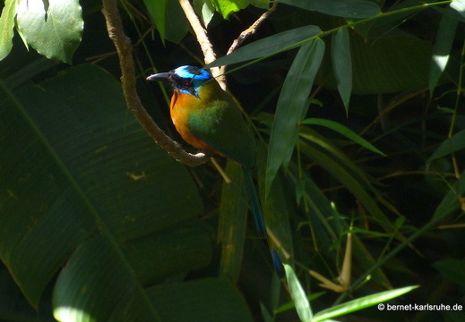 20-02-25-castarainn-trinidad-motmot-