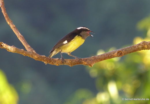 20-02-24-castarainn-zuckervogel-001