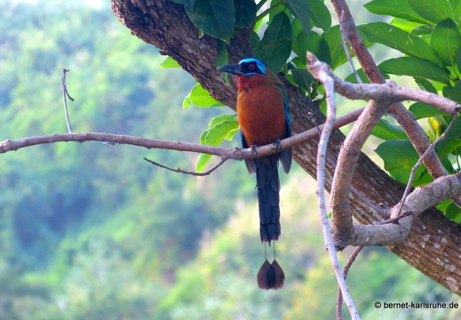 20-02-24-castarainn-trinidad-motmot-