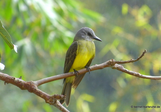 20-02-23-castarainn-trauertyrann-