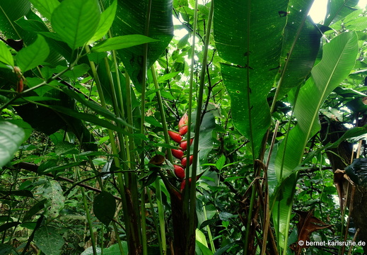 20-02-19-castara-heliconia-002
