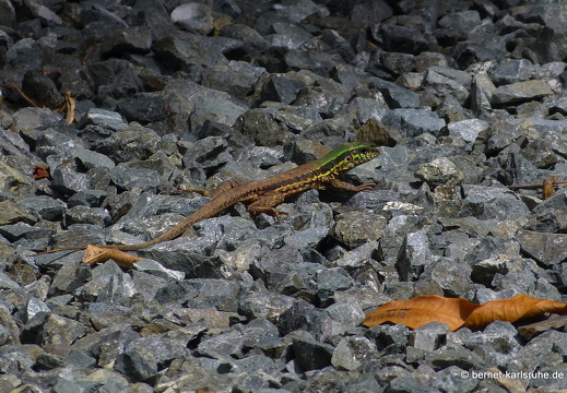 20-02-19-castara-141