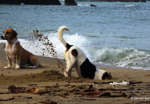 20-02-19-castara-033