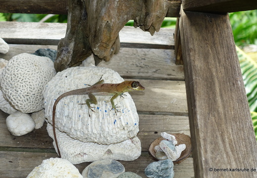 20-03-05-charlotteville-bellavista-echse-