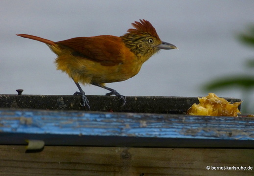 20-03-05-charlotteville-bellavista-binden-ameisenwuerger-weibchen-