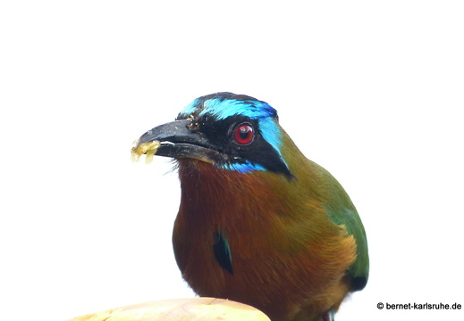 20-03-04-charlotteville-bellavista-motmot-004