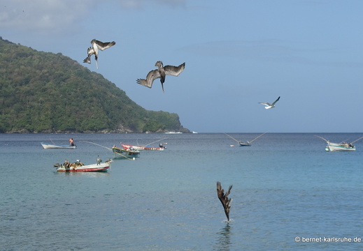 20-03-04-charlotteville-pelikane-009