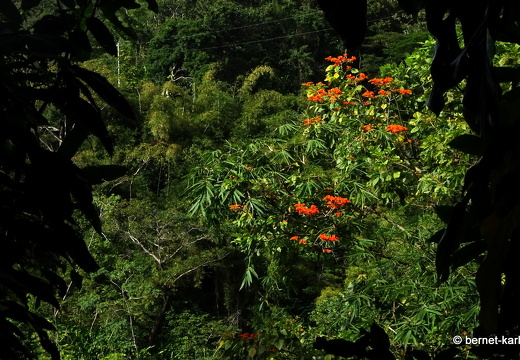 20-03-03-charlotteville-weg zur piratenbucht-007