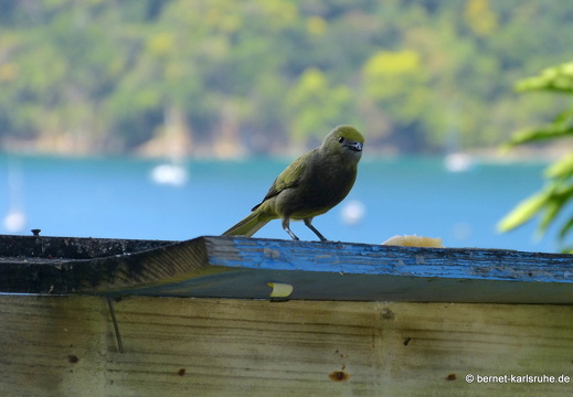 20-03-03-charlotteville-ellavista-012