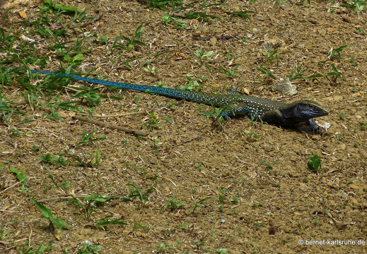 20-03-03-charlotteville-ellavista-004