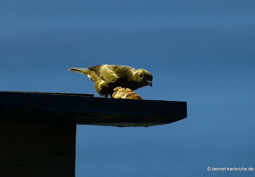 20-03-02-charlotteville-bellavista-palmentangare-015