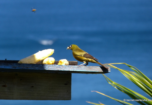 20-03-02-charlotteville-bellavista-palmentangare-