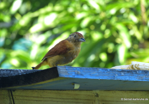 20-03-02-charlotteville-bellavista-binden-ameisenwuerger-