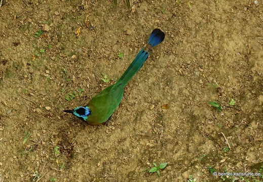 20-03-02-charlotteville-bellavista-065