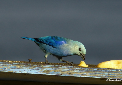 20-03-02-charlotteville-bellavista-bischofstangare-054