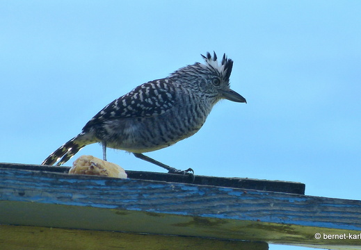 20-03-01-charlotteville-bellavista-binden-ameisenwuerger-maennchen-005