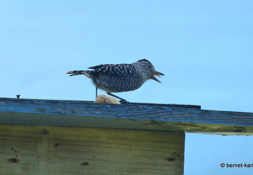 20-03-01-charlotteville-bellavista-binden-ameisenwuerger-maennchen-001