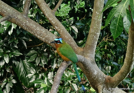 20-02-29-charlotteville-bellavista-trinidad-motmot-033