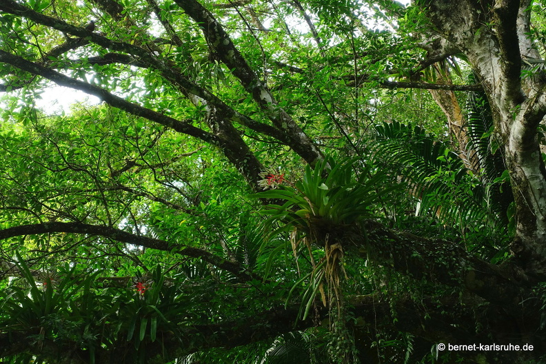 20-03-03-tobago-regenwald-103.jpg